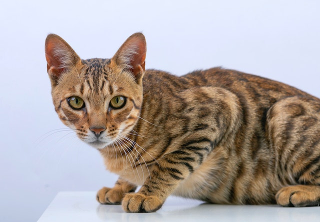 The Enigmatic Beauty of Bengal Cats: A Comprehensive Guide to the Exquisite Feline Breed
