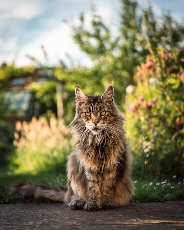 Magnificent Maine Coon Cats: A Comprehensive Guide to the Gentle Giants