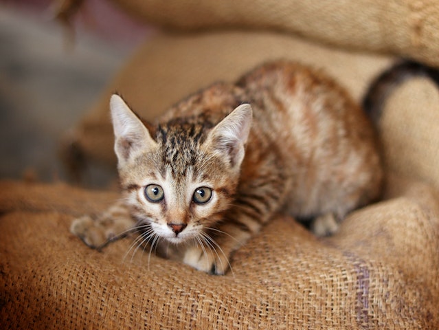 Tabby Cats: The Endearing and Versatile Feline Companions