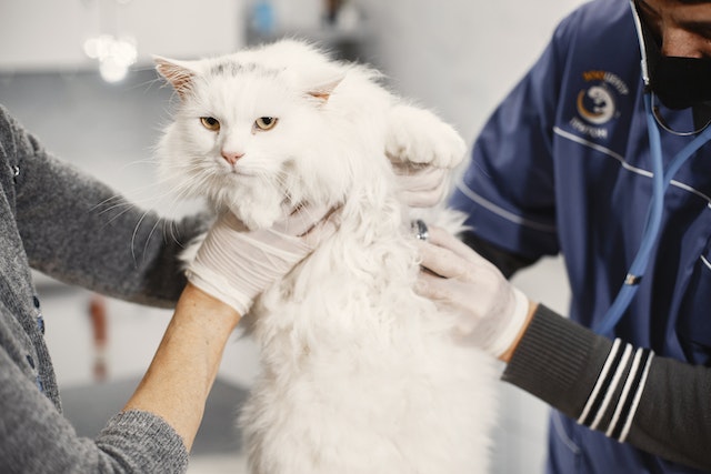 Feline Health Matters: Decoding When to Call the Vet for Your Beloved Cat