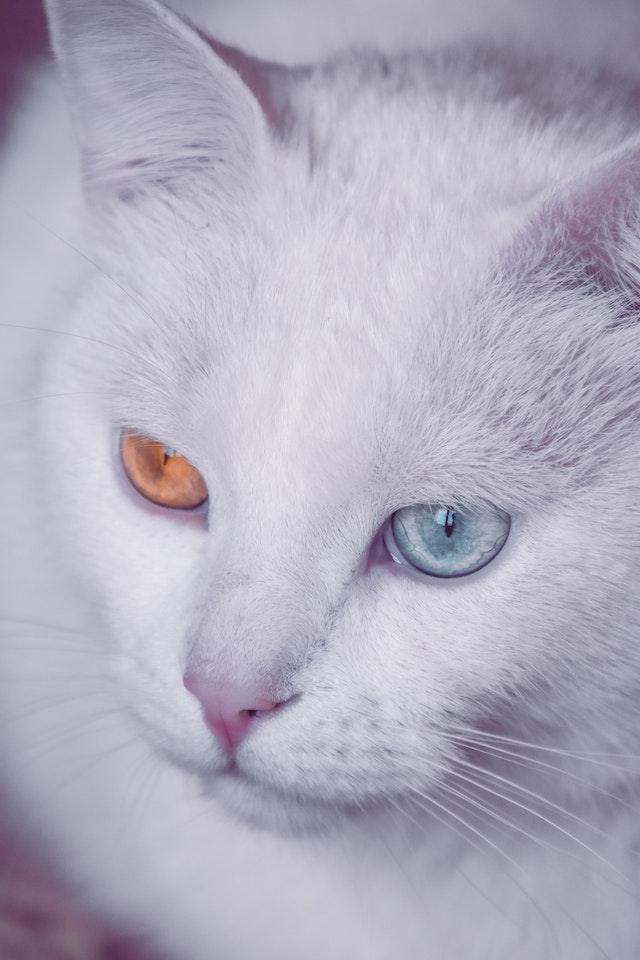 Whisker Wisdom: Insights into Cat Behavior